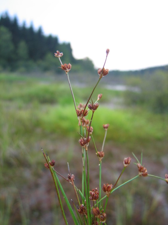 Juncus bulbosus
